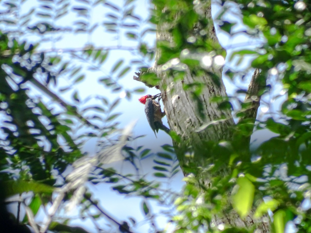 ハナジロエボシゲラ - ML646021941