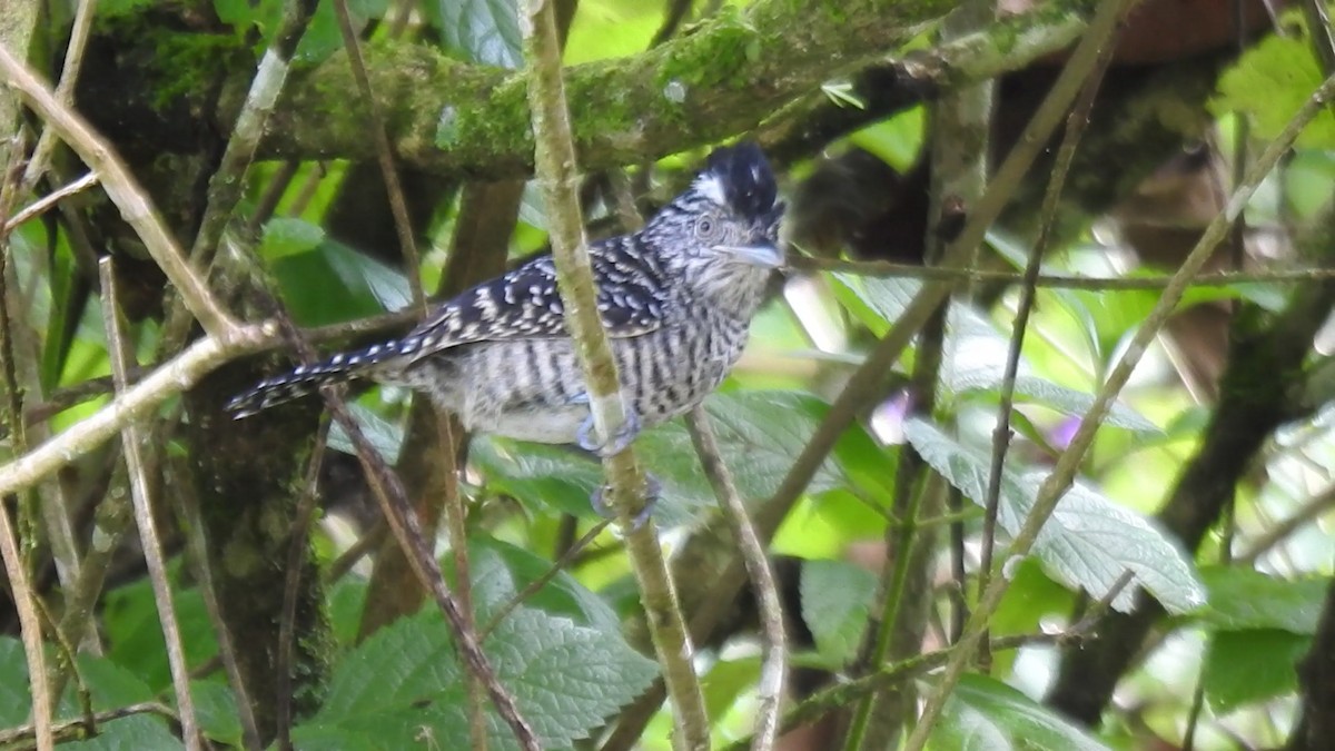 Batará Barrado - ML646021957