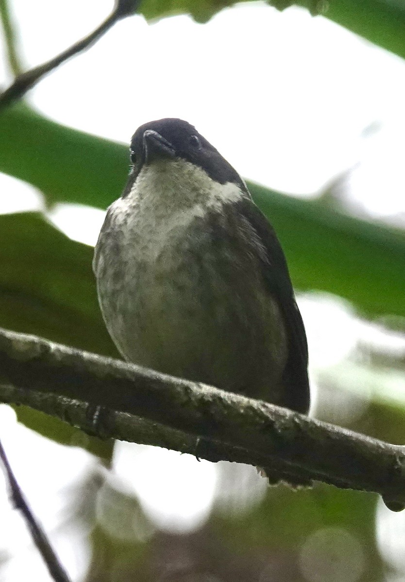 Tangara Puertorriqueña - ML646021959