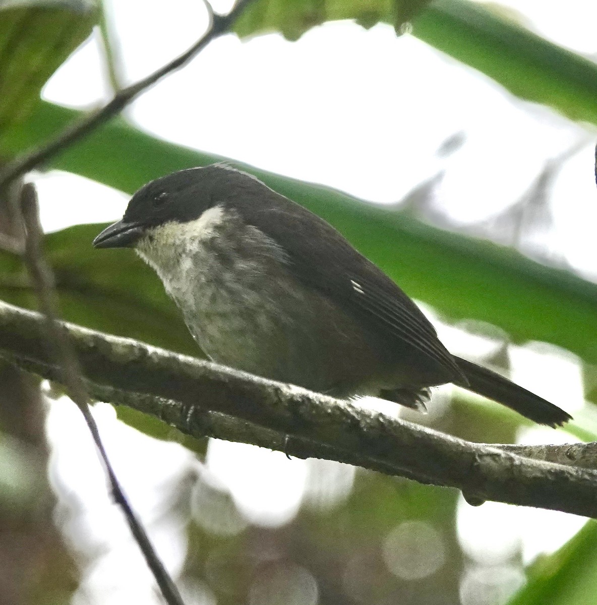 Tangara Puertorriqueña - ML646021960