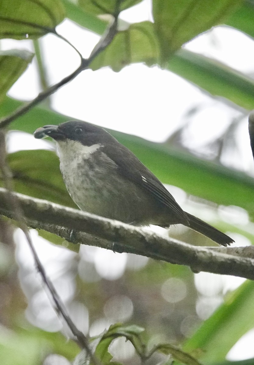 Tangara Puertorriqueña - ML646021961