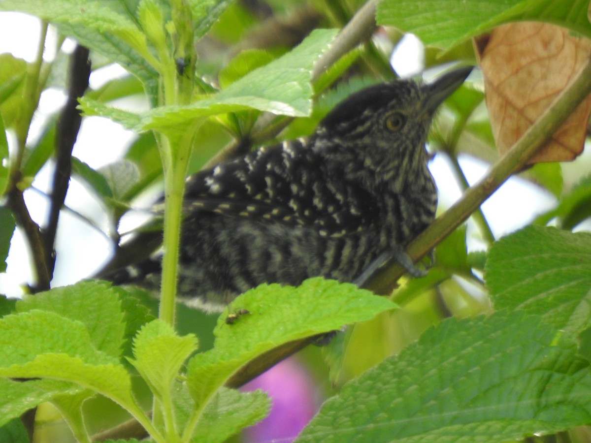 Batará Barrado - ML646021963