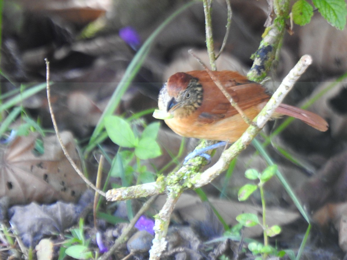 Batará Barrado - ML646021964