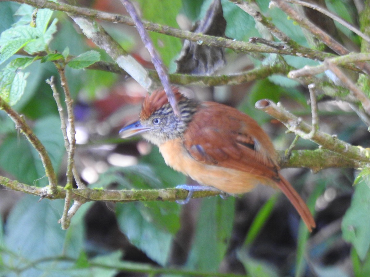 Batará Barrado - ML646021965