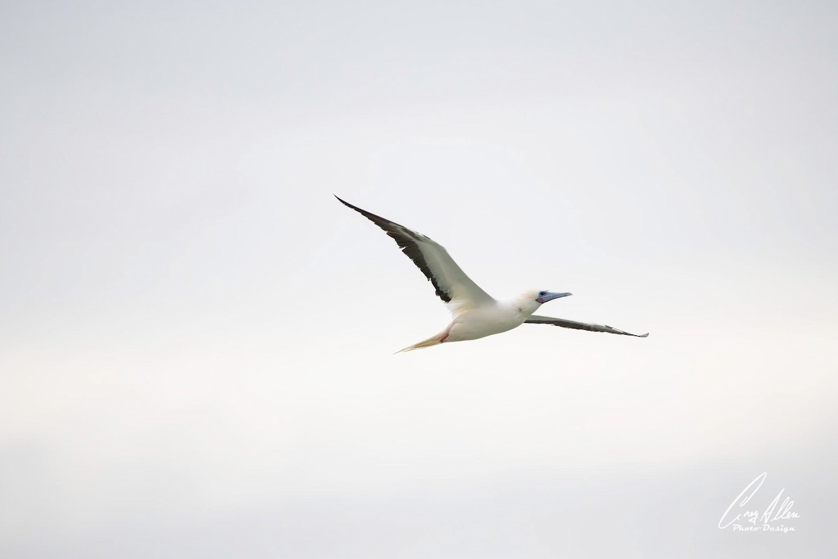 Red-footed Booby - ML646021970