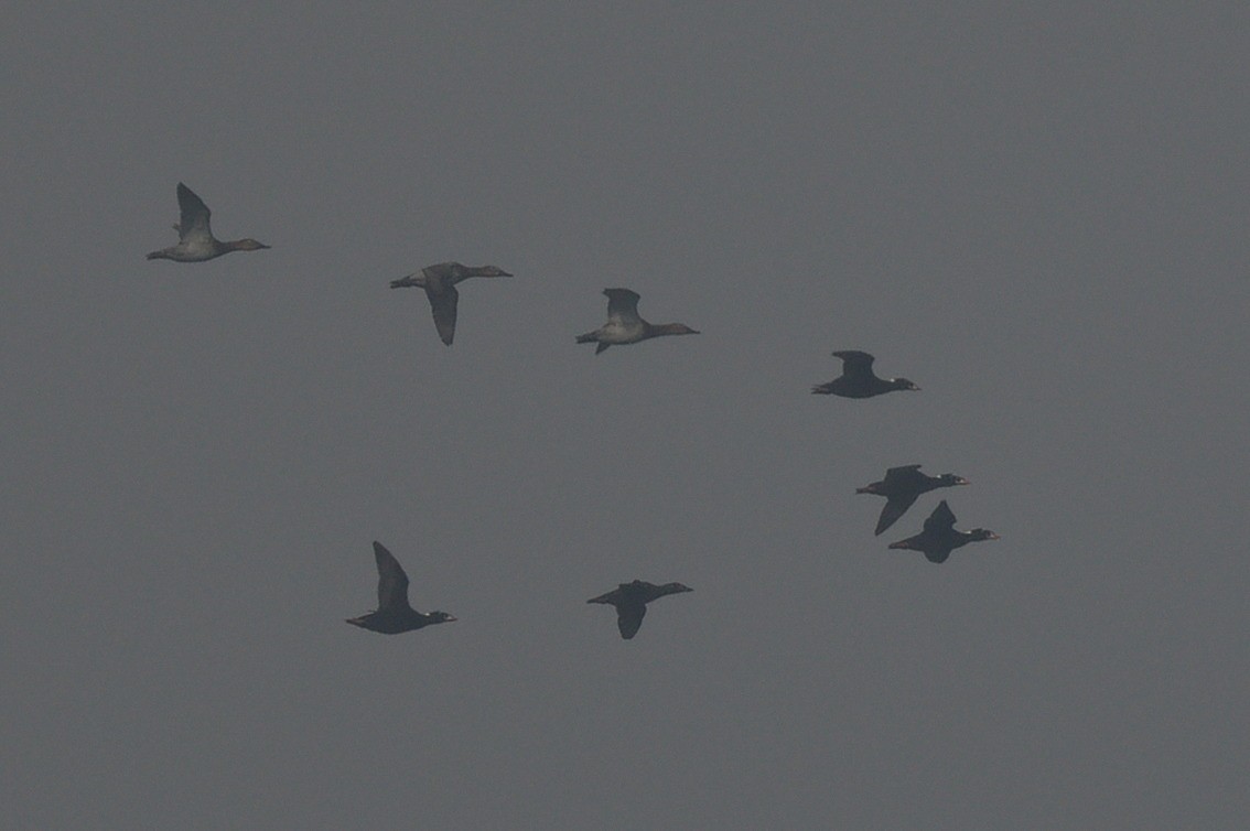 Canvasback - ML646021975