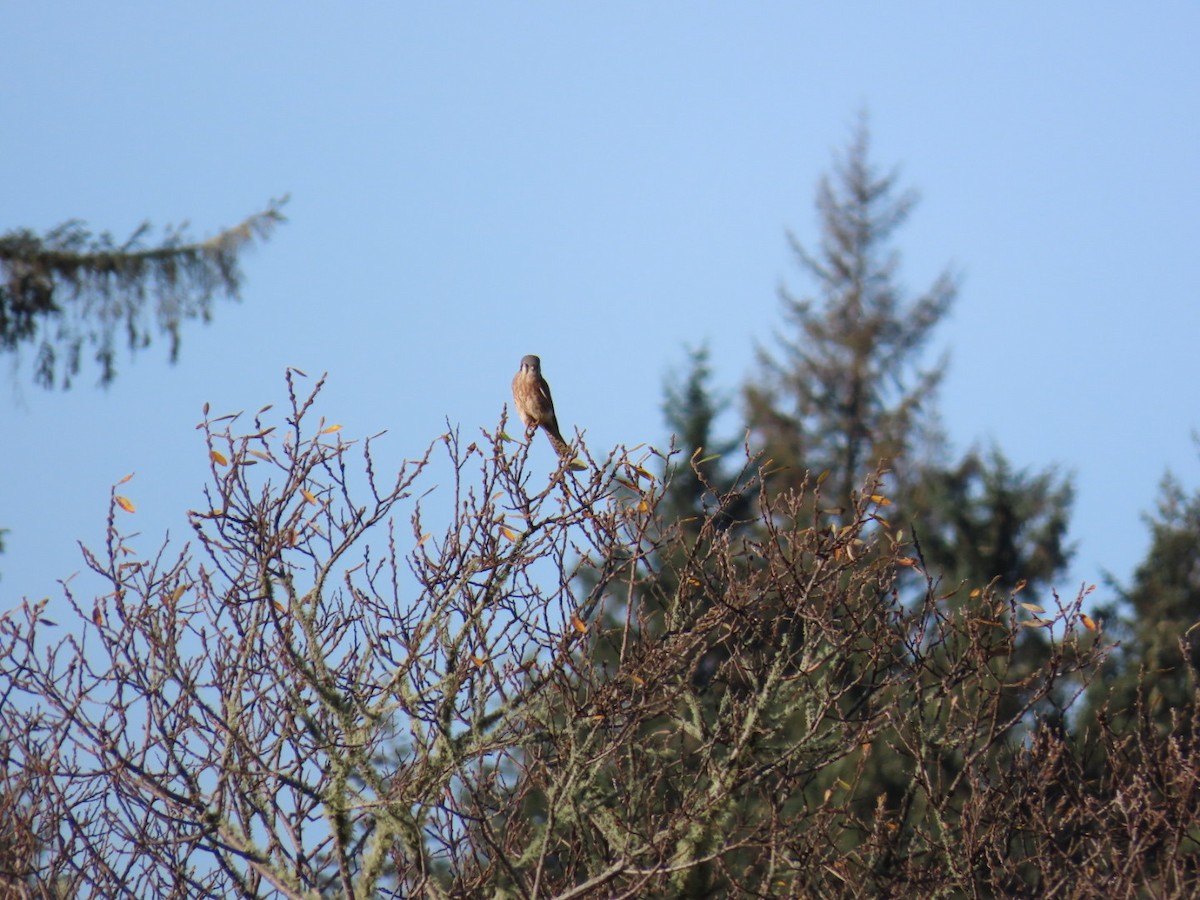 Ala Kerkenez - ML646021984