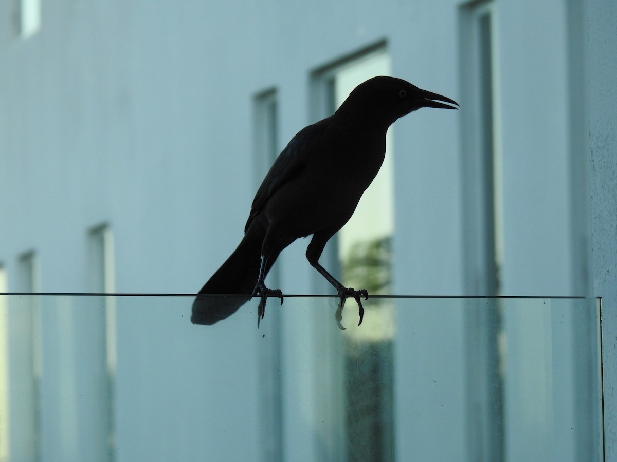 Great-tailed Grackle - ML646021987