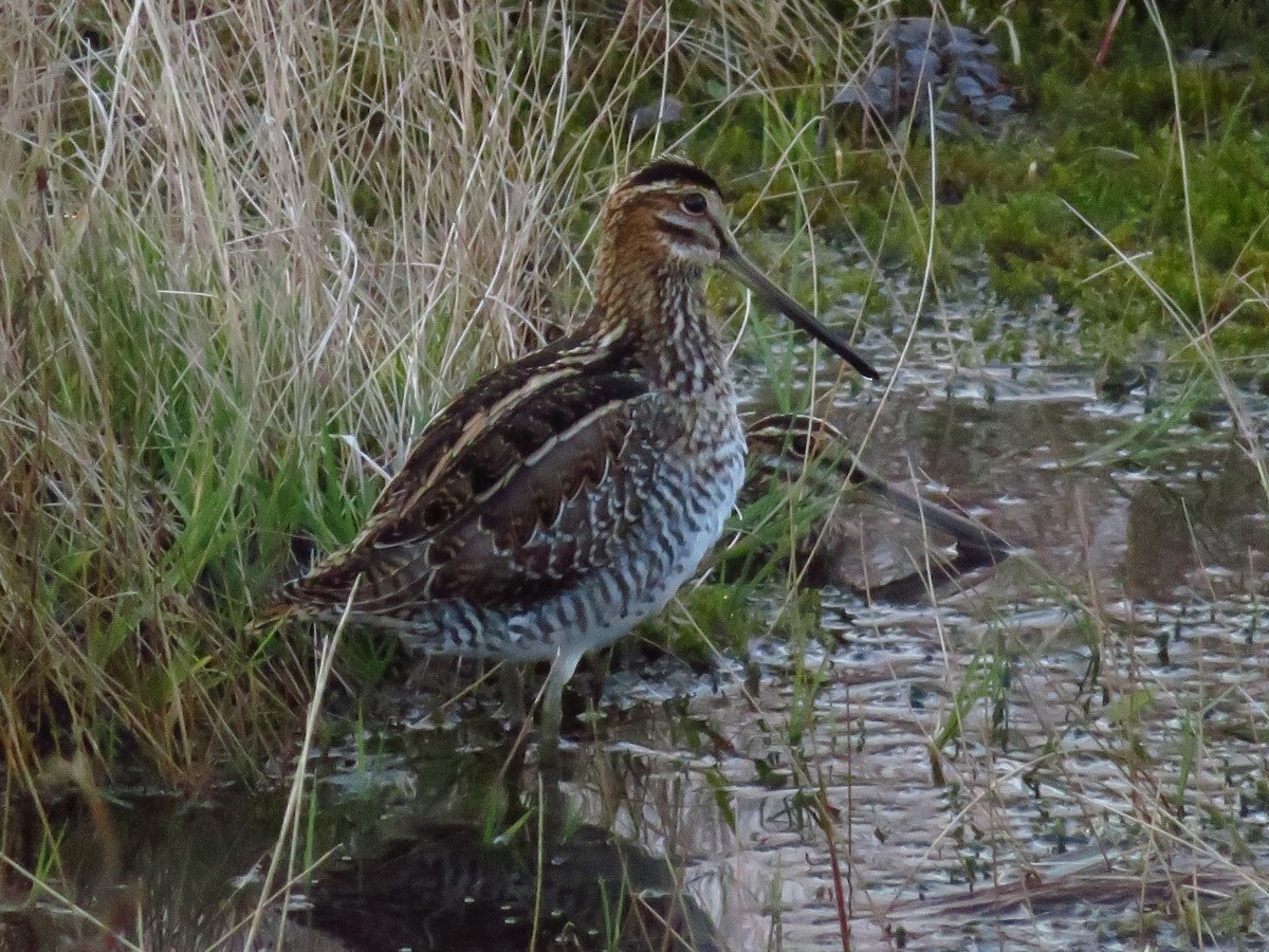 Wilson's Snipe - ML646022000