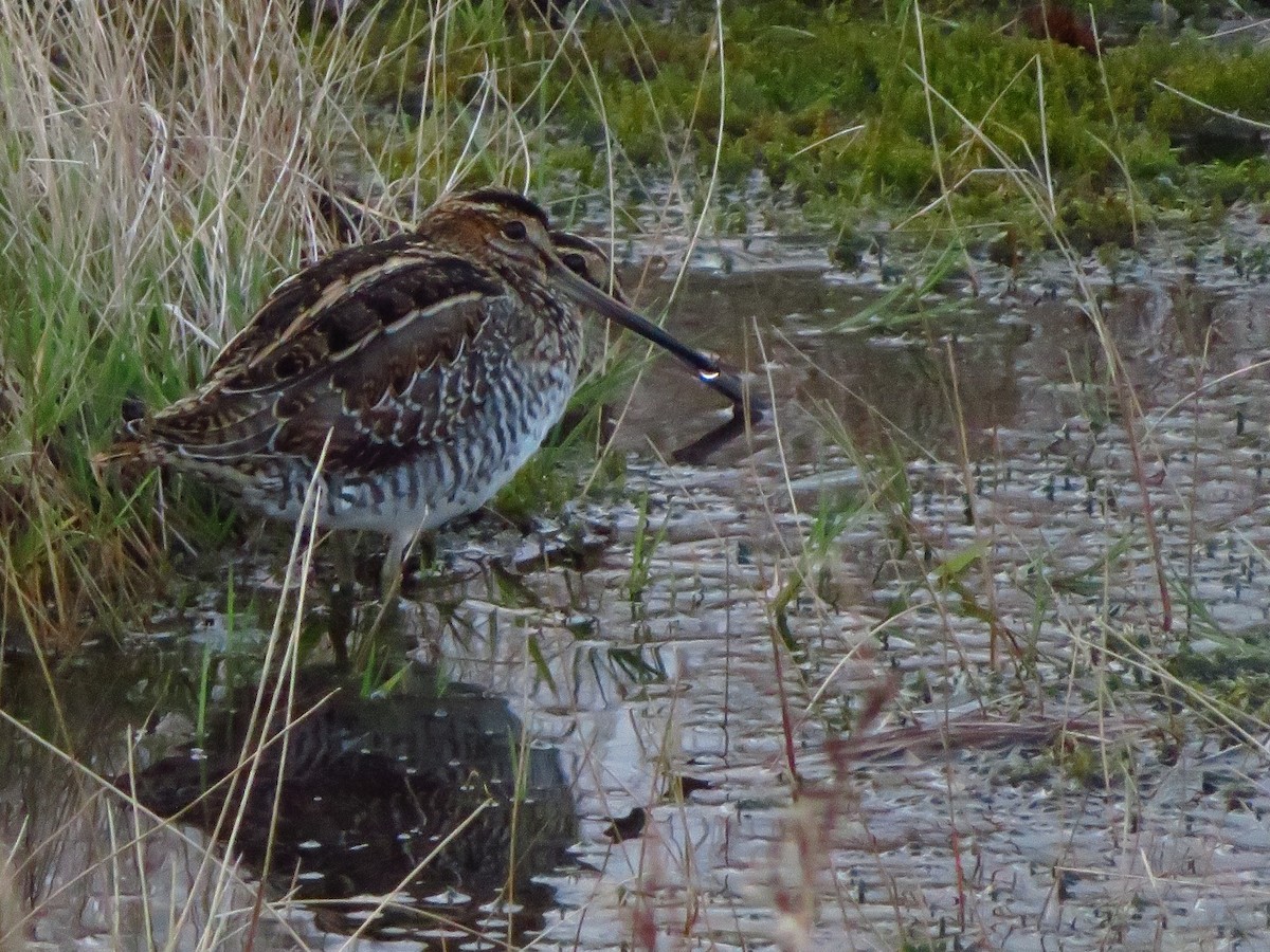 Wilson's Snipe - ML646022001