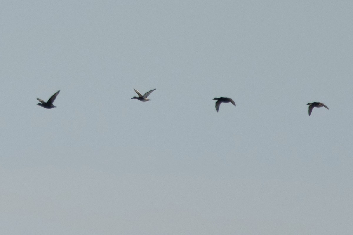 Greater Scaup - ML646022002