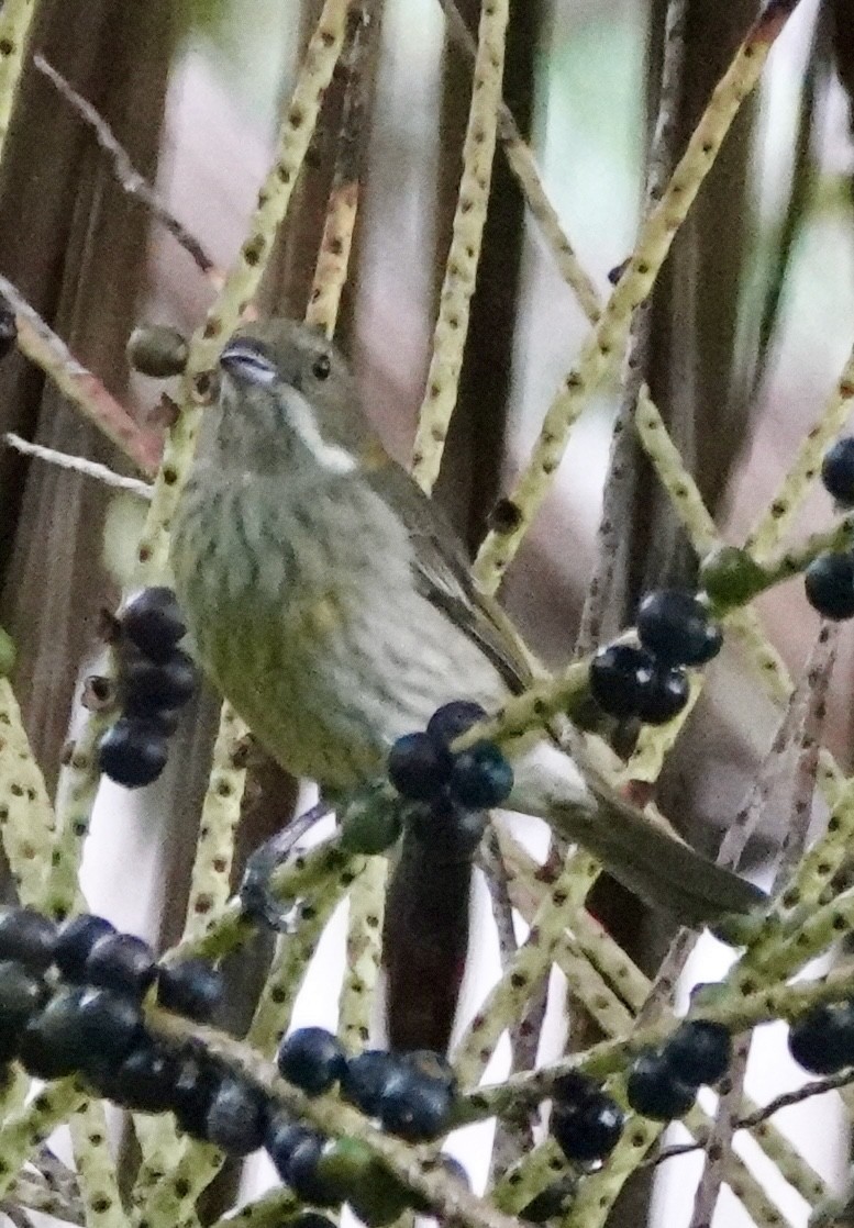 Puerto Rican Spindalis - ML646022005