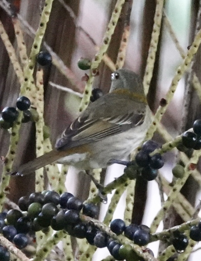 Puerto Rican Spindalis - ML646022006