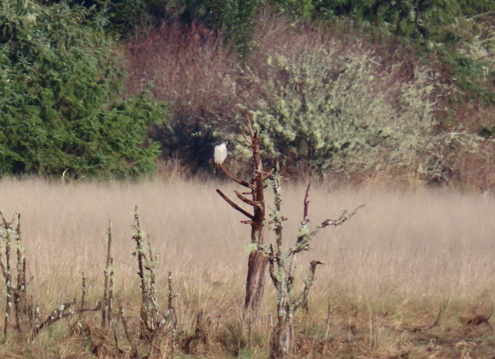 sokol stěhovavý - ML646022026