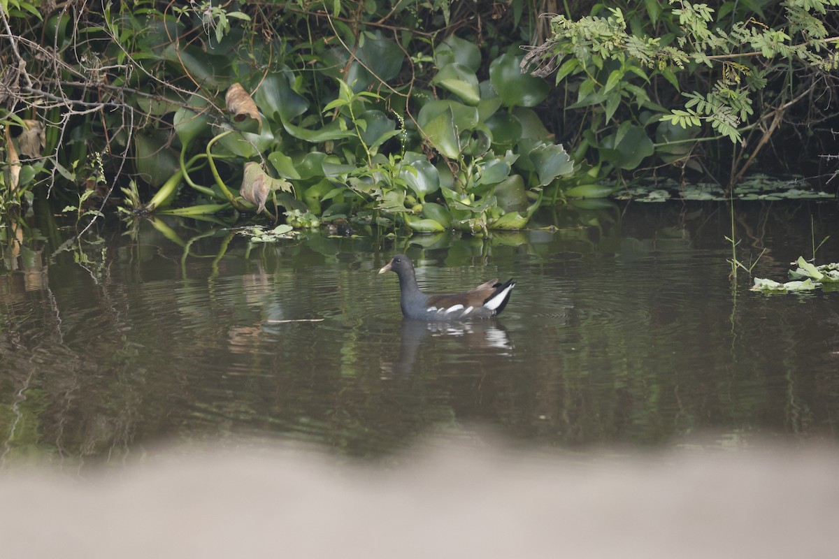 Common Gallinule - ML646022027