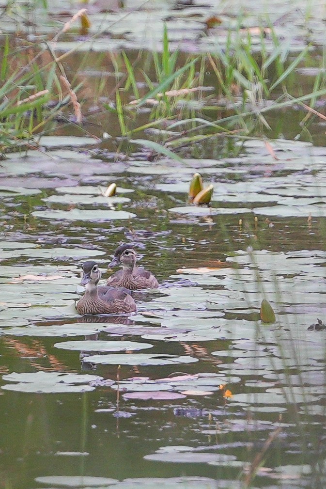 Canard branchu - ML646022030