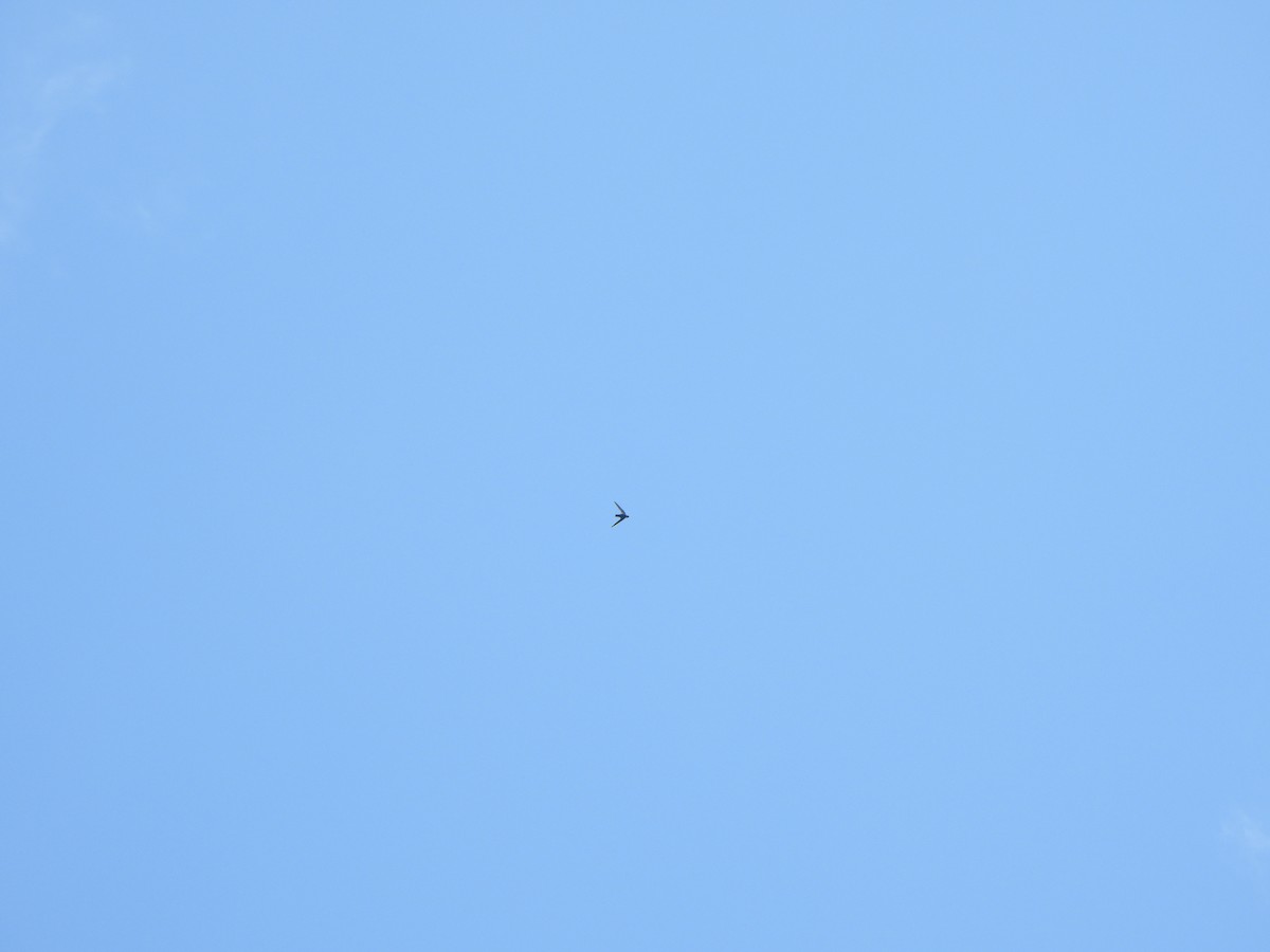 White-collared Swift - ML646022031