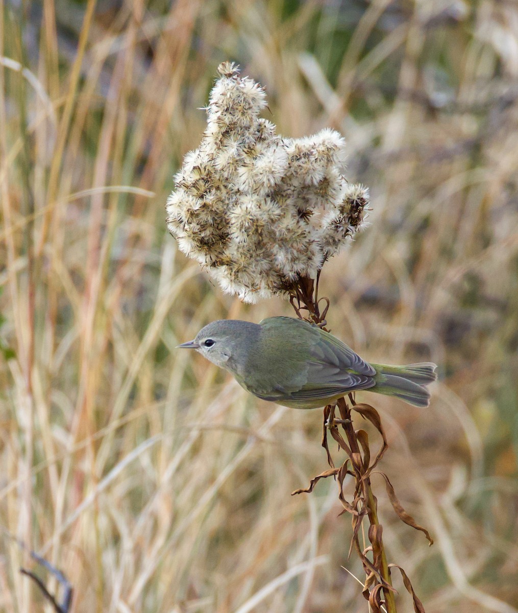 Orange-crowned Warbler - ML646022035