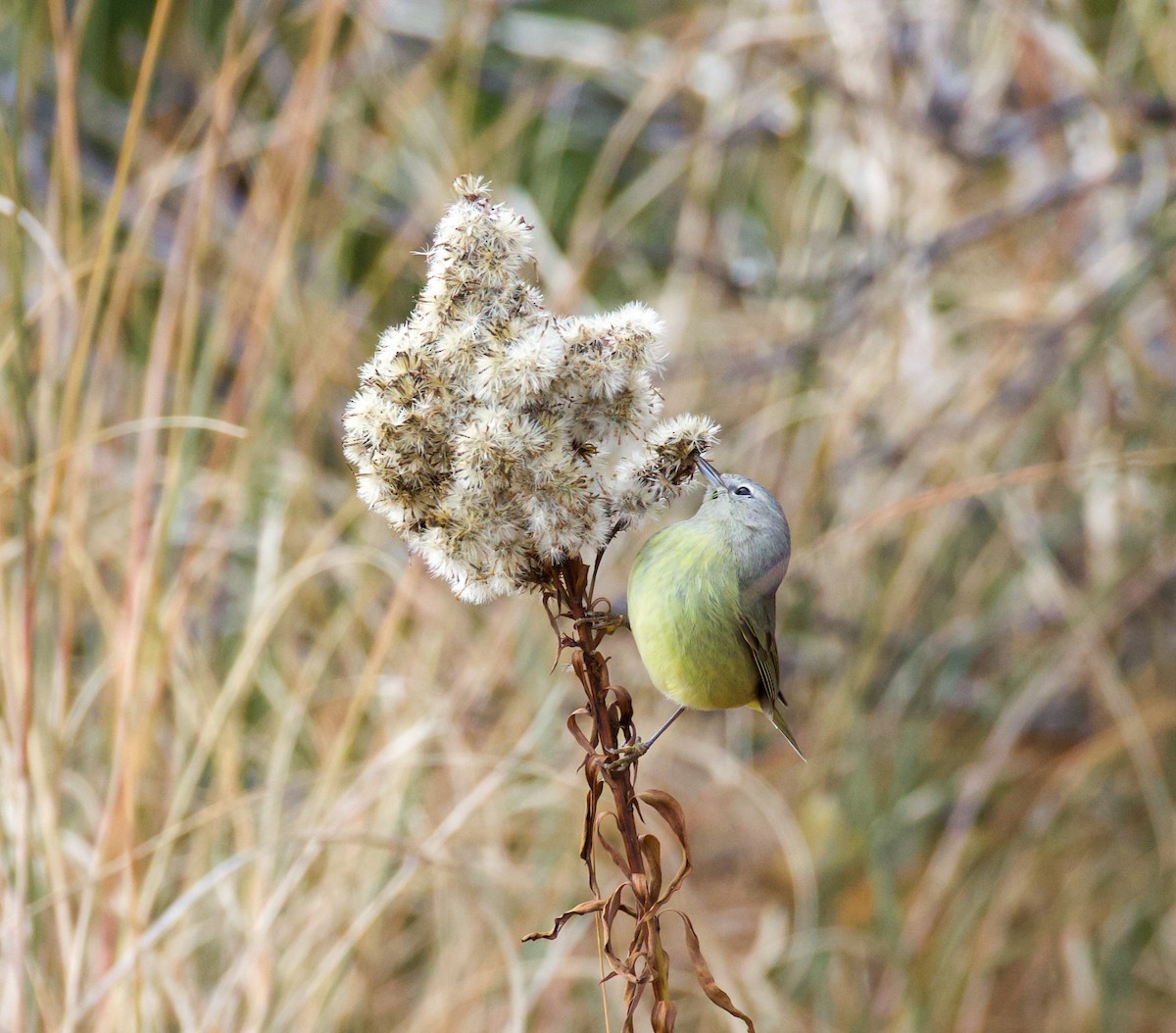 Orange-crowned Warbler - ML646022036