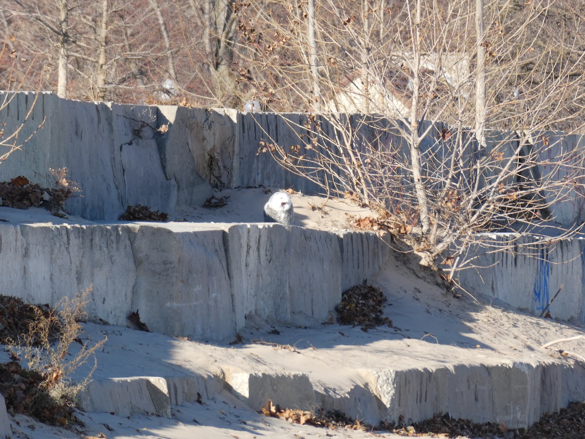 Snowy Owl - ML646022037