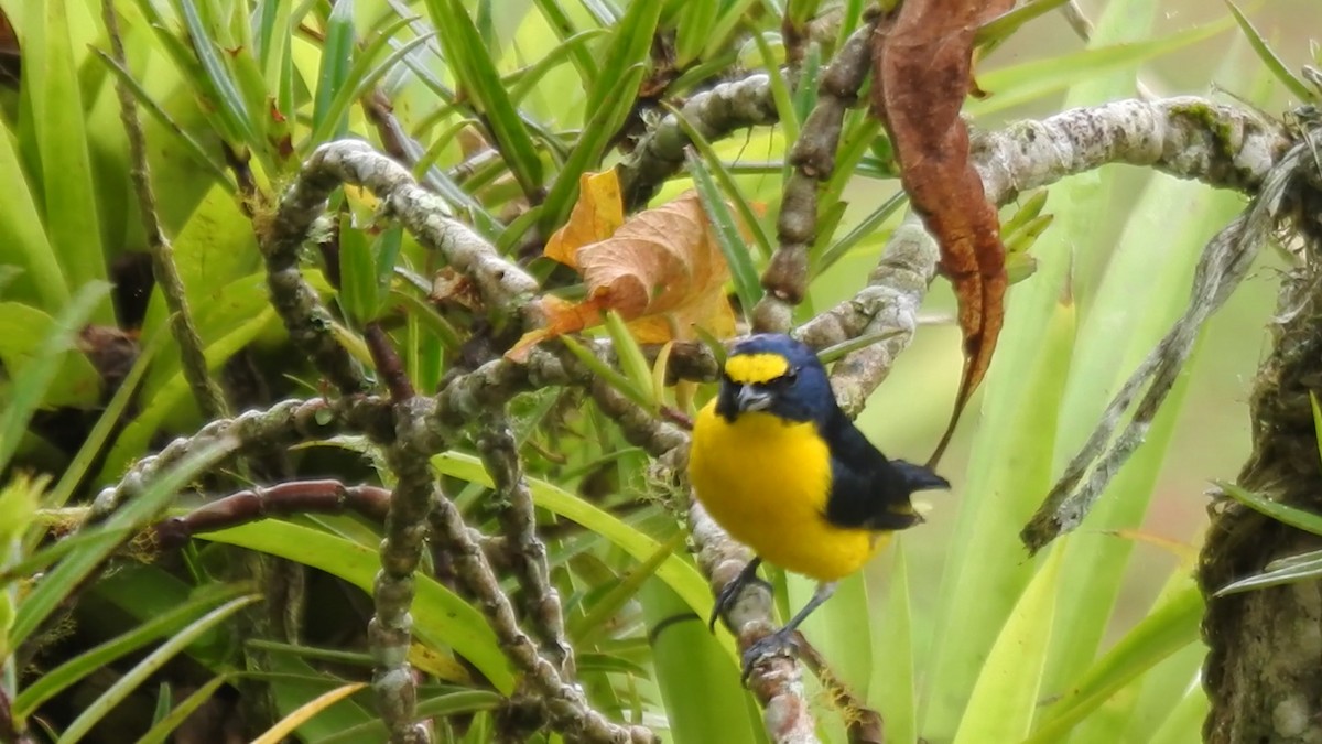 キノドスミレフウキンチョウ - ML646022043