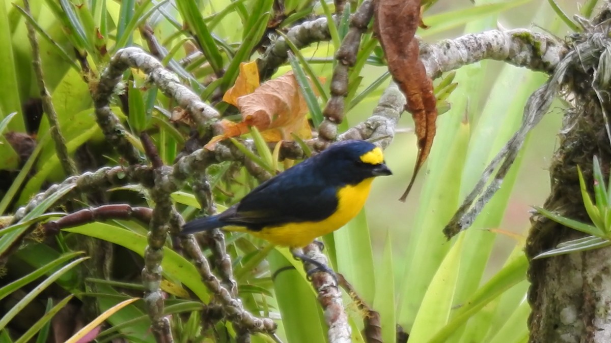 キノドスミレフウキンチョウ - ML646022044