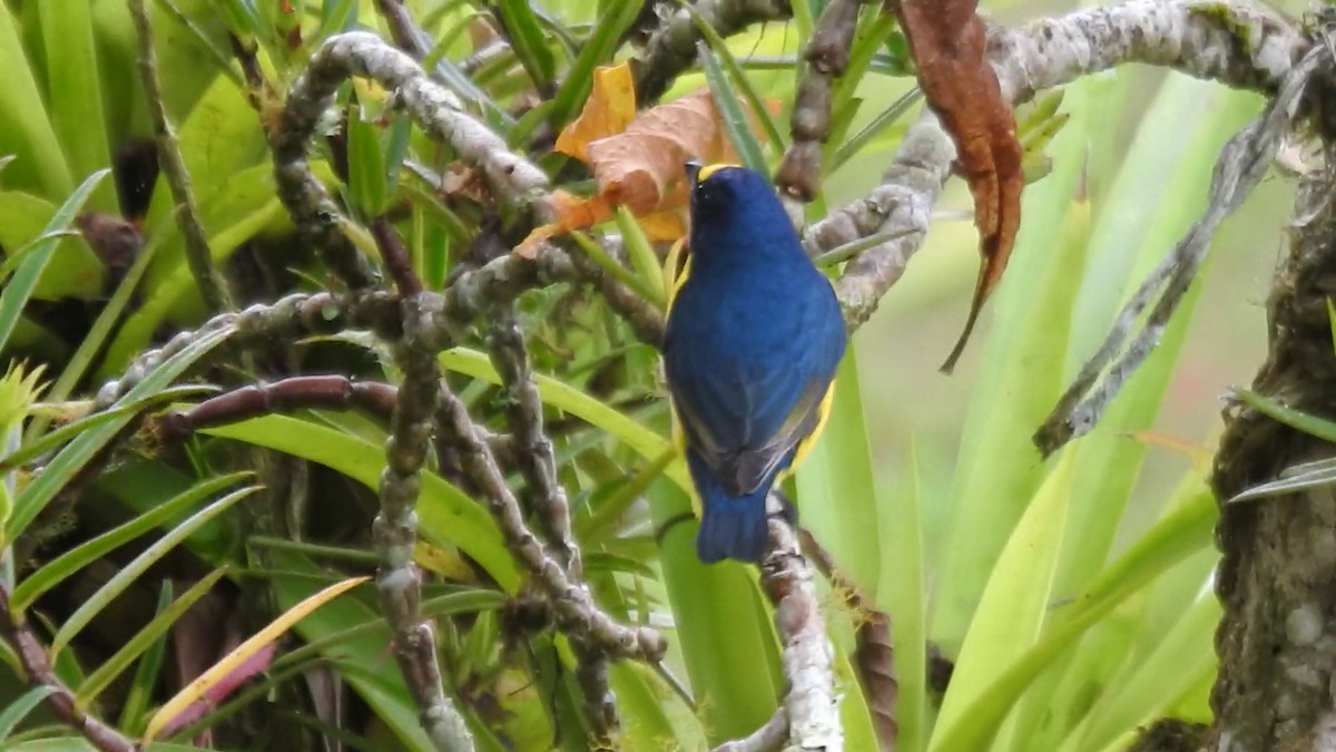 キノドスミレフウキンチョウ - ML646022045