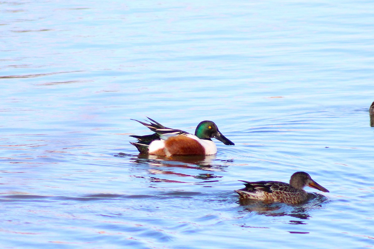 Northern Shoveler - ML646022050