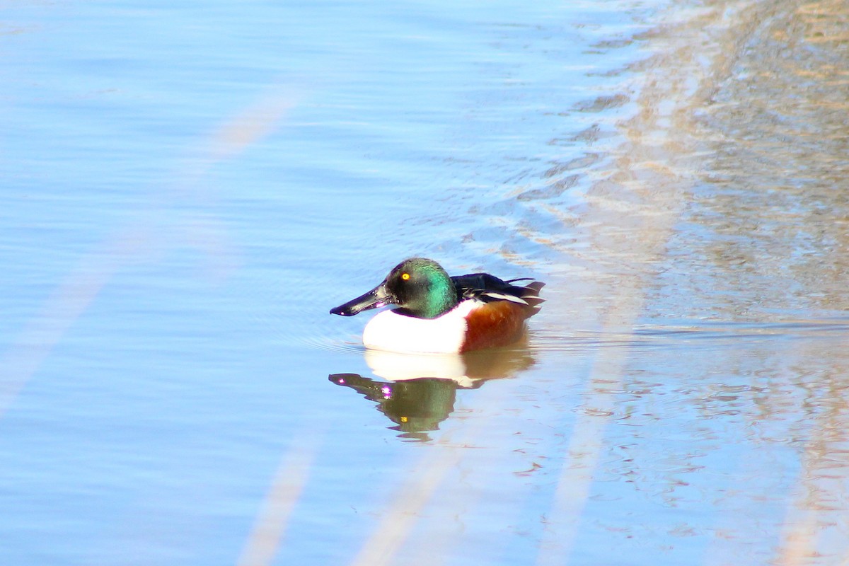 Northern Shoveler - ML646022054