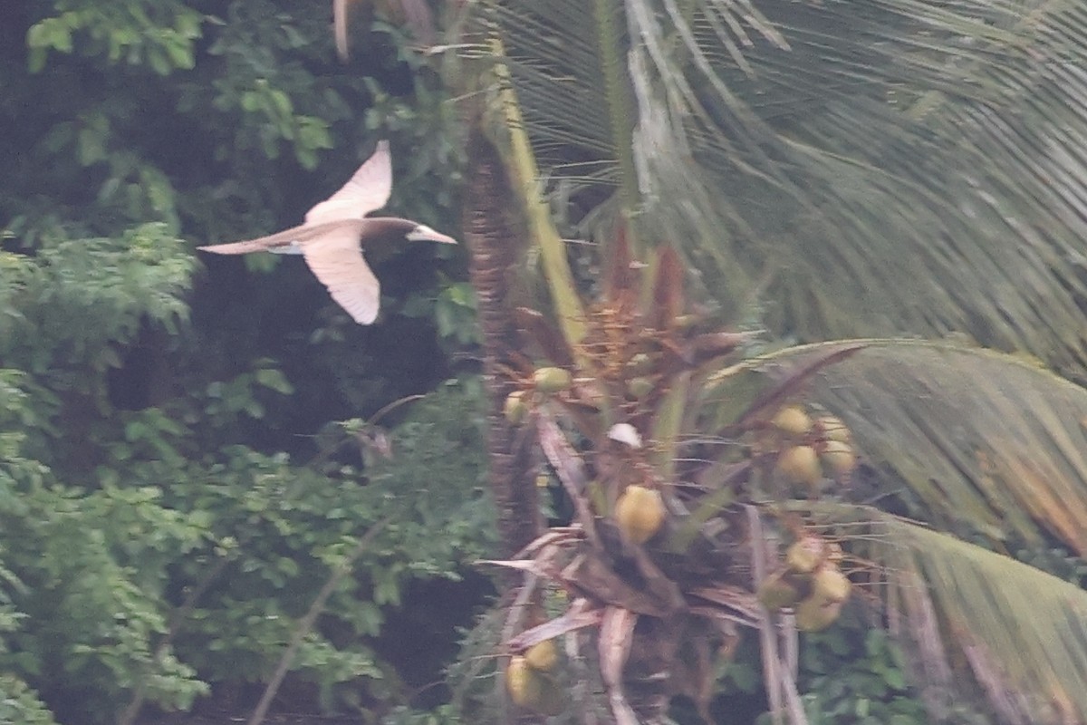 terej žlutonohý - ML646022055