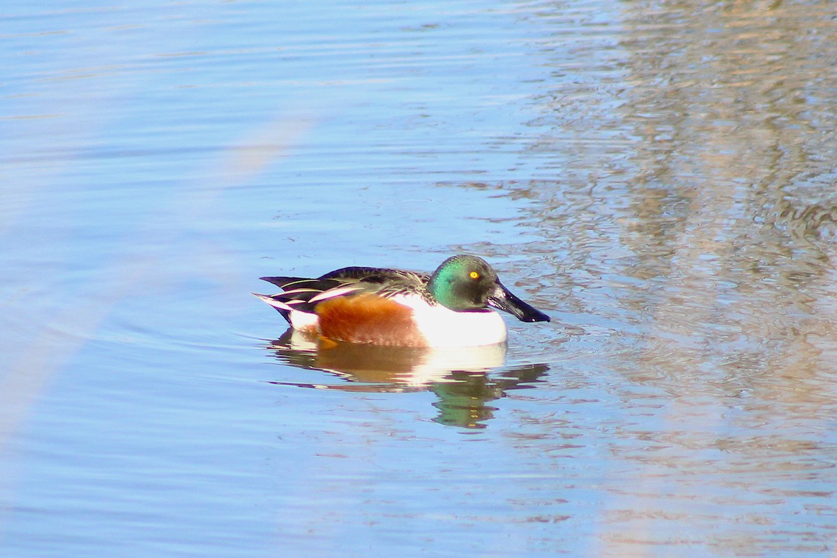 Northern Shoveler - ML646022063