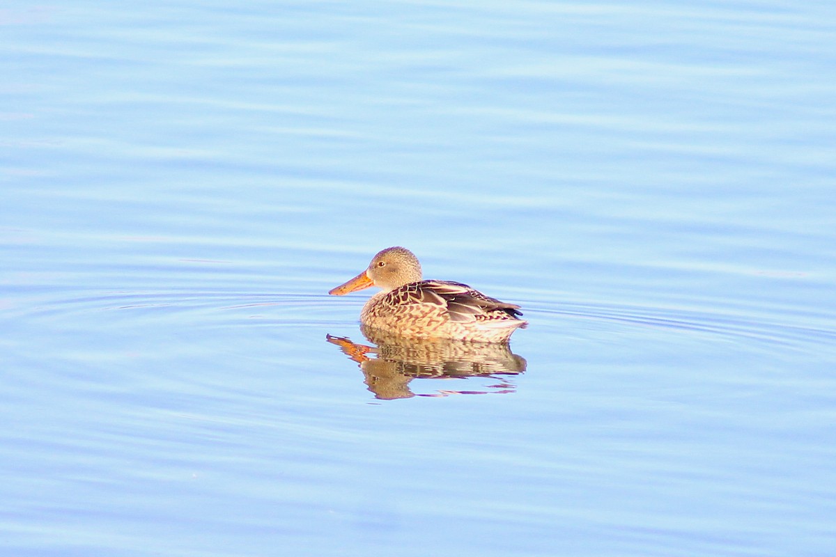 Kaşıkgaga - ML646022065