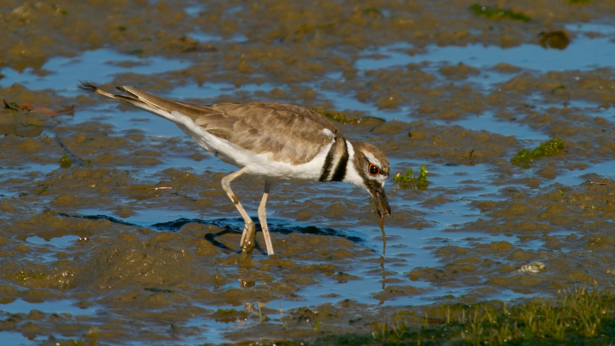 Killdeer - ML646022068