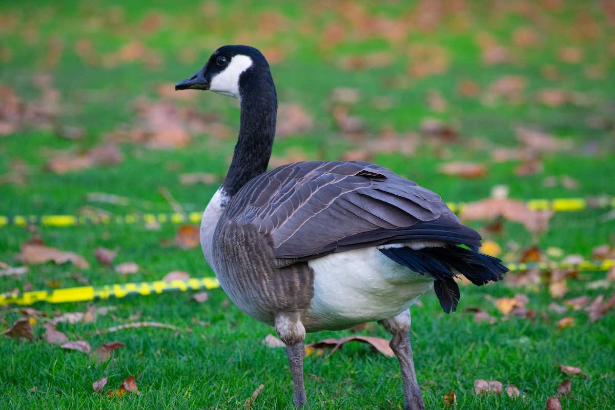 Канад галуу - ML646022069