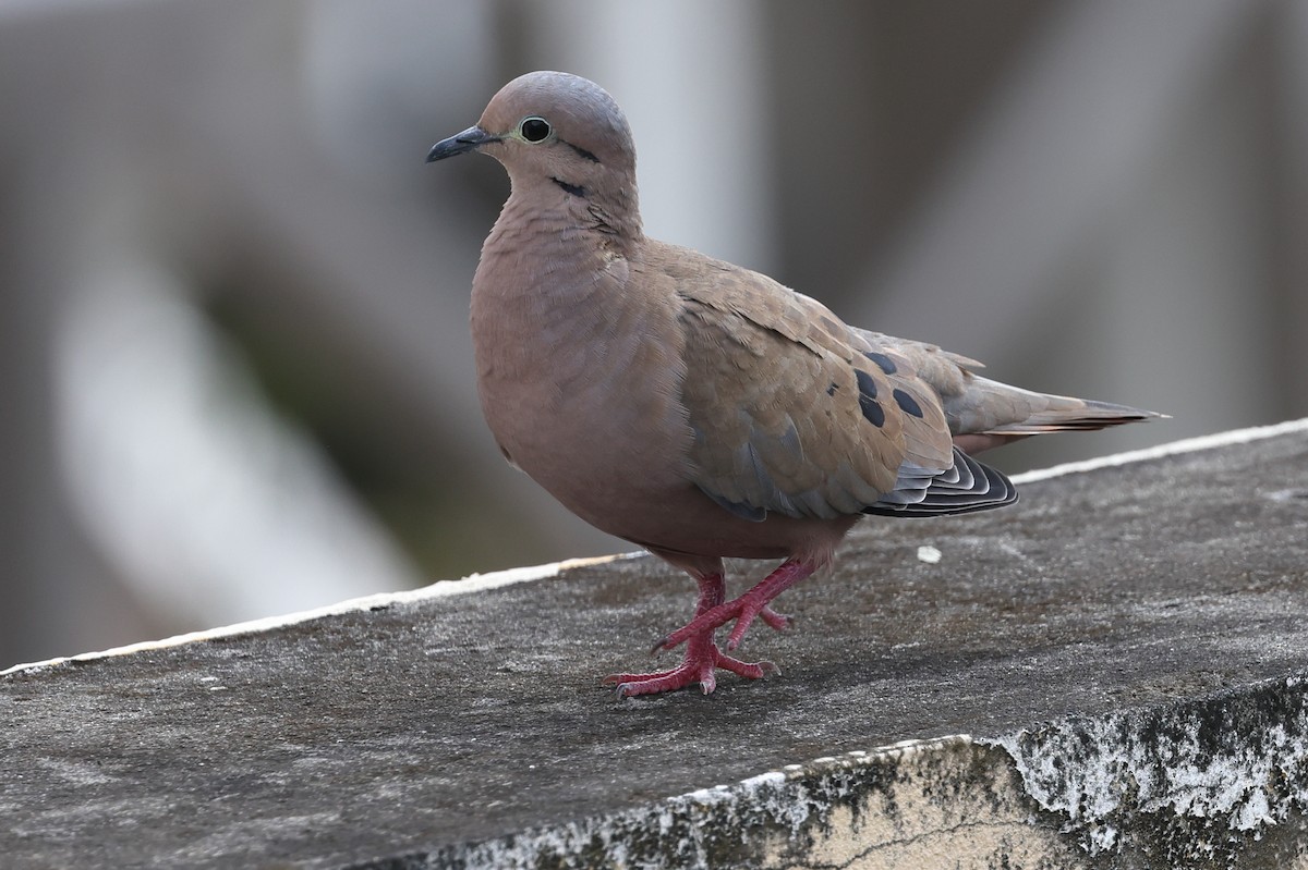 hrdlička černouchá - ML646022081