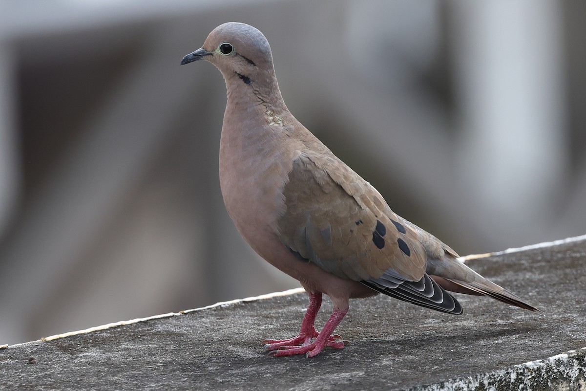 hrdlička černouchá - ML646022082