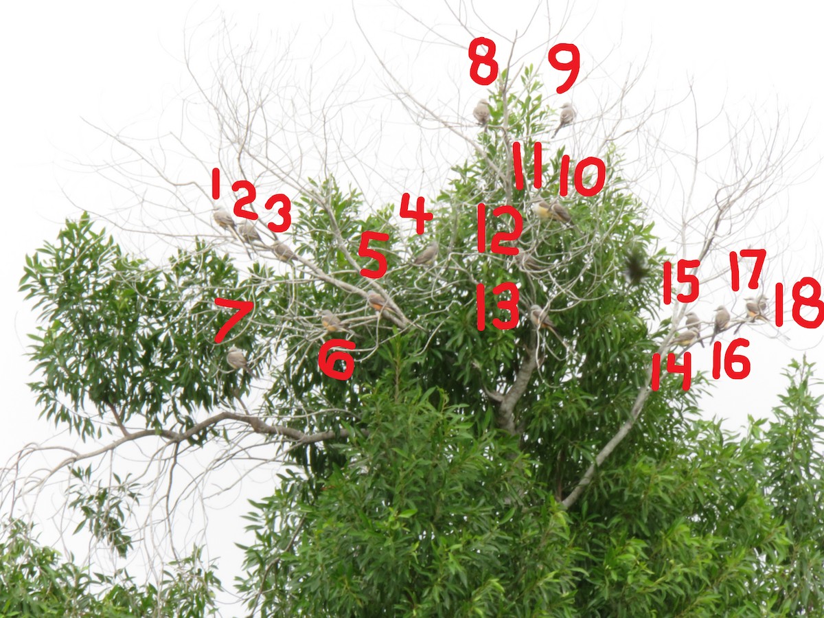 Scissor-tailed Flycatcher - ML646022084