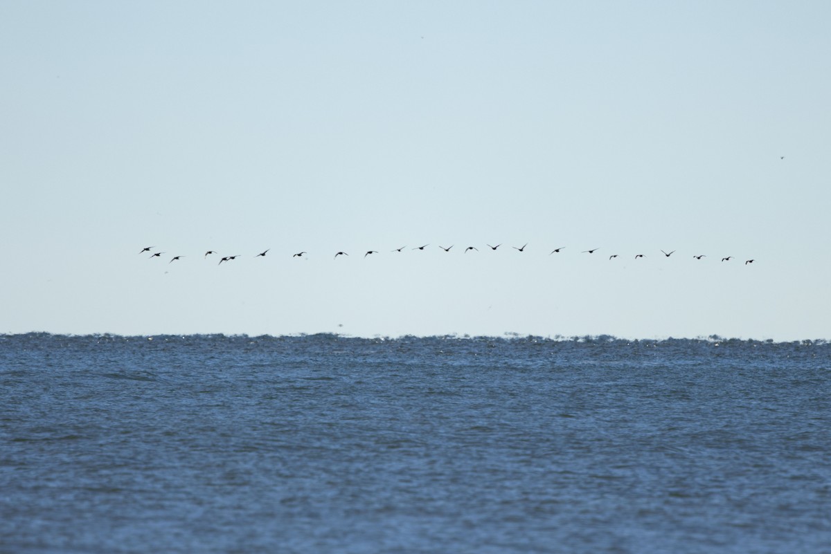 turpan žlutozobý - ML646022086