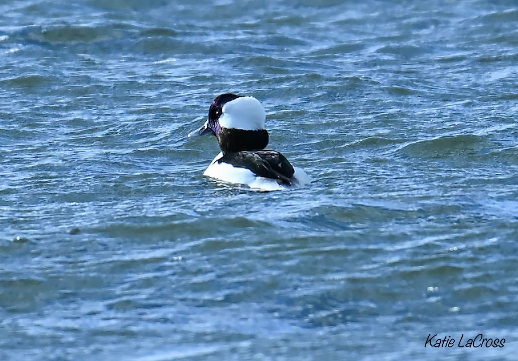Bufflehead - ML646022088