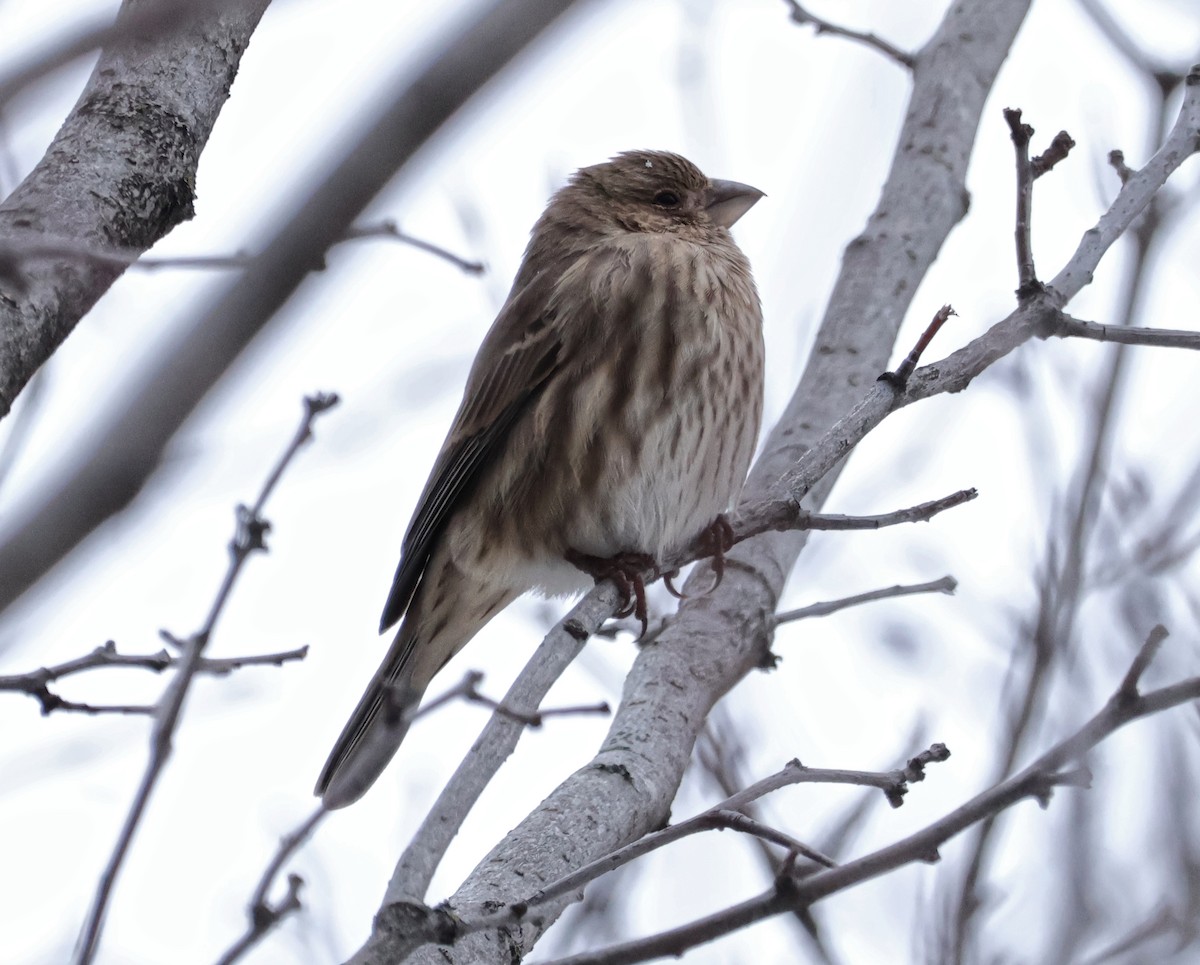 House Finch - ML646022090
