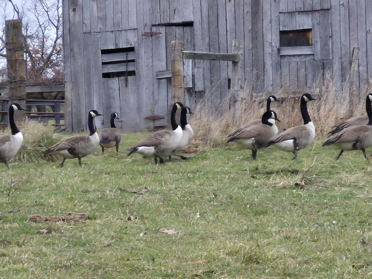 Канад галуу - ML646022093