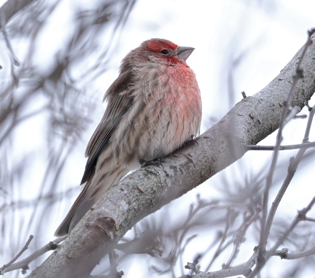 House Finch - ML646022094