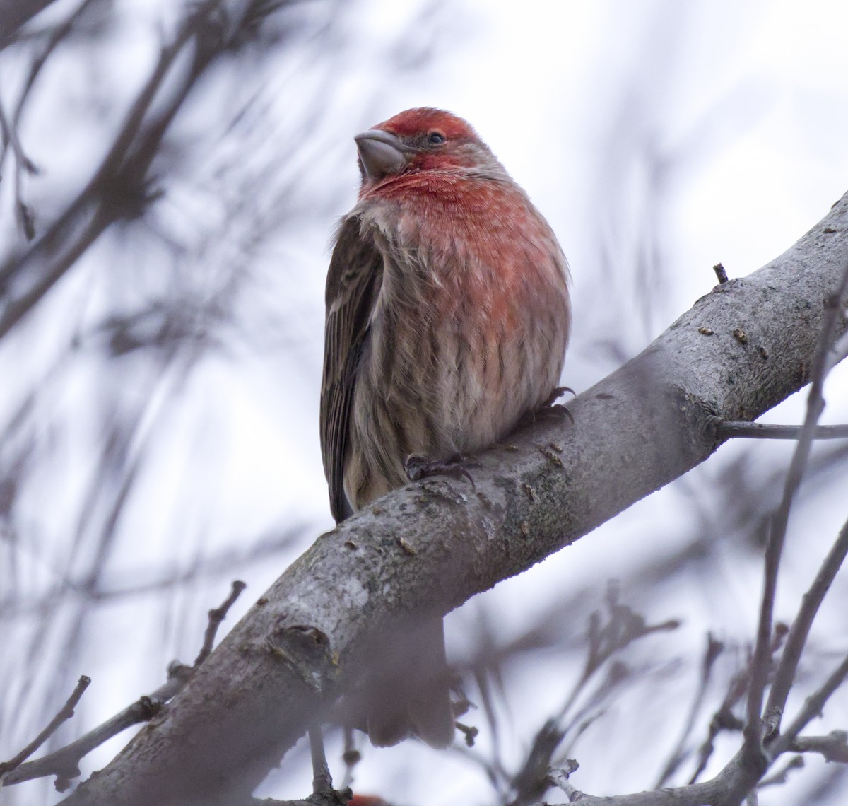 House Finch - ML646022095