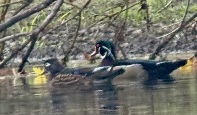 Canard branchu - ML646022098