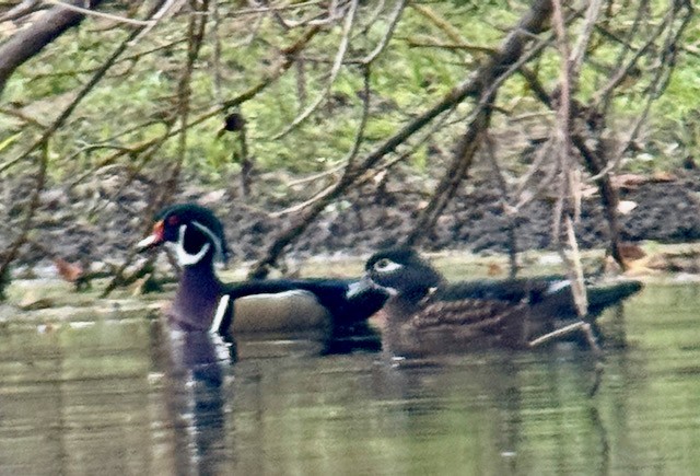 Canard branchu - ML646022099