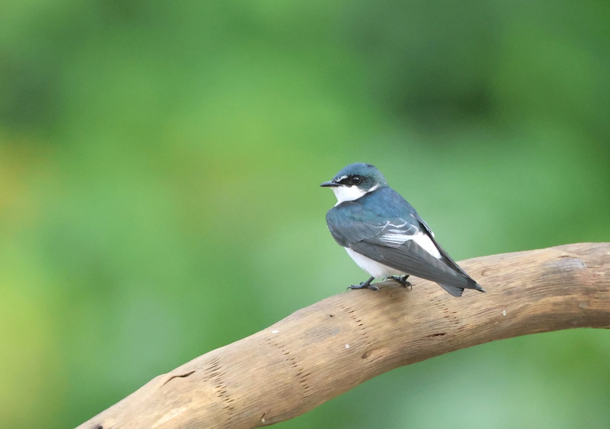 Mangrove Swallow - ML646022100