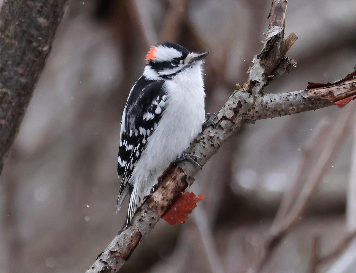 strakapoud osikový - ML646022105