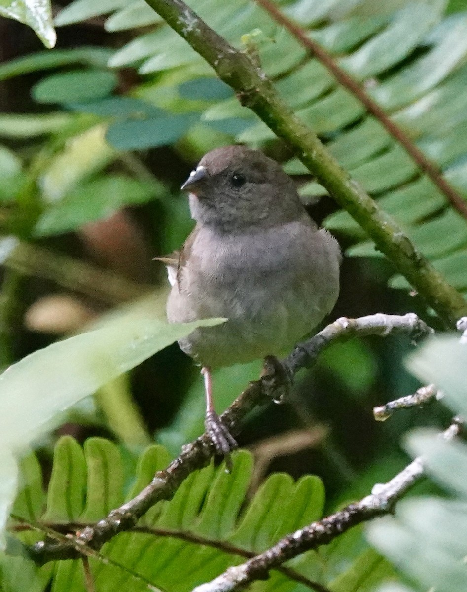 Black-faced Grassquit - ML646022106
