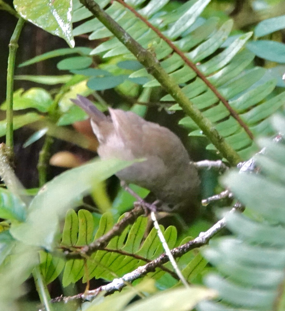 Black-faced Grassquit - ML646022107