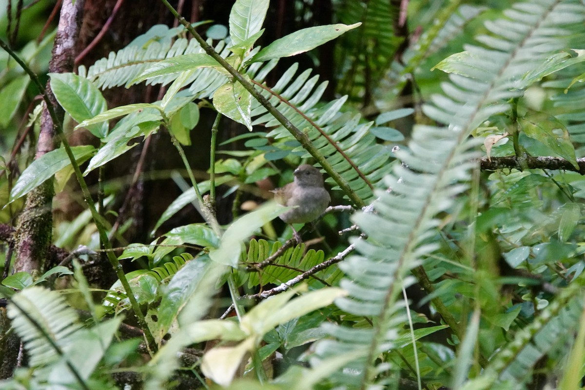 Black-faced Grassquit - ML646022108